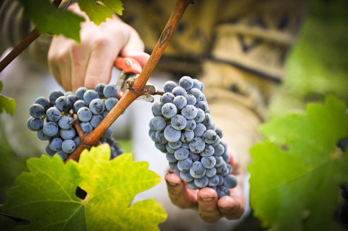 Обрезка винограда в 2022 году: инструкция для начинающих – как правильно обрезать виноград