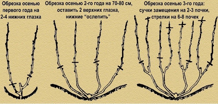 Обрезка винограда в 2023 году: инструкция для начинающих – как правильно обрезать виноград