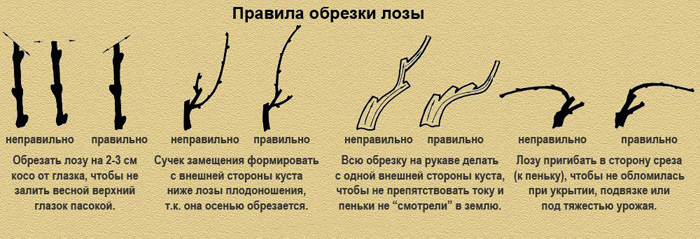 Обрезка винограда в 2023 году: инструкция для начинающих – как правильно обрезать виноград