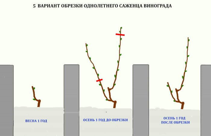 Обрезка винограда в 2023 году: инструкция для начинающих – как правильно обрезать виноград