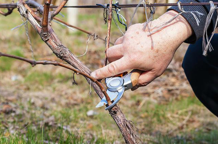 Обрезка винограда в 2023 году: инструкция для начинающих – как правильно обрезать виноград