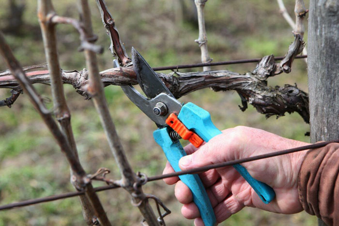 Обрезка винограда весной, инструкция для начинающих — зачем, когда и как