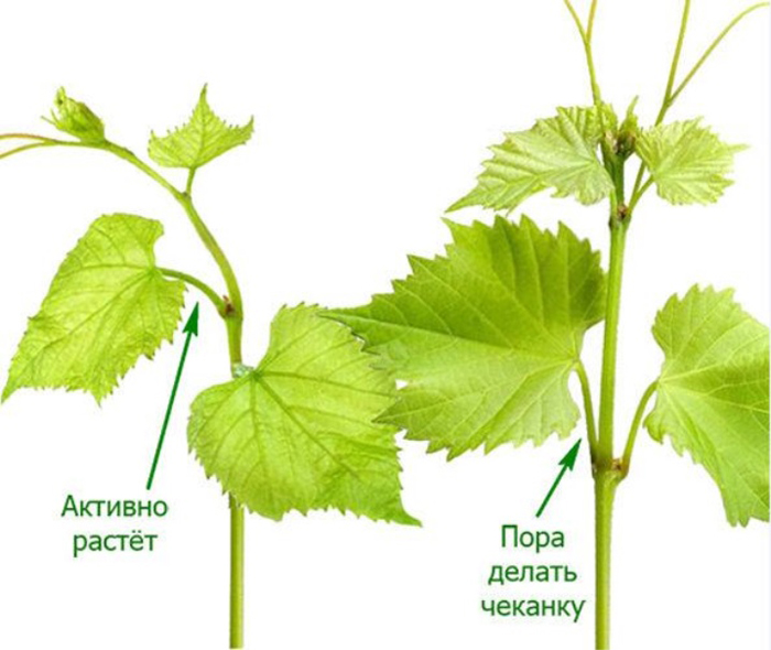 Обрезка винограда весной, инструкция для начинающих — зачем, когда и как