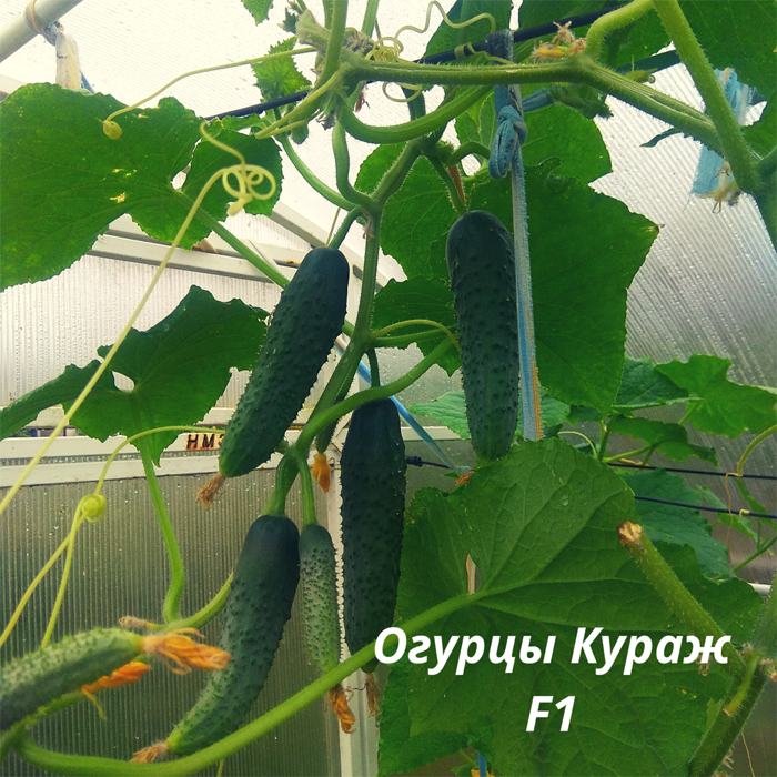Огурцы для Подмосковья — 42 лучших сорта 2023 года для теплиц и открытого грунта