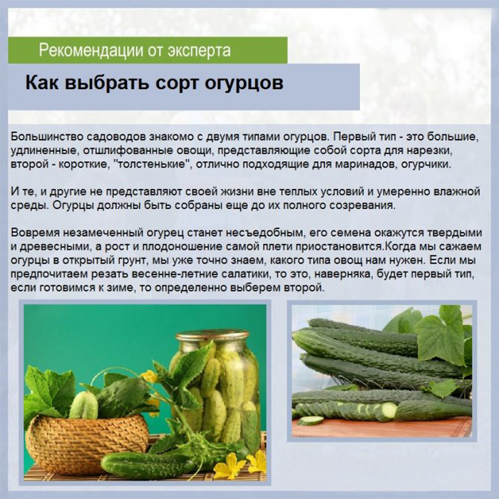 Огурцы для Подмосковья — 42 лучших сорта 2023 года для теплиц и открытого грунта