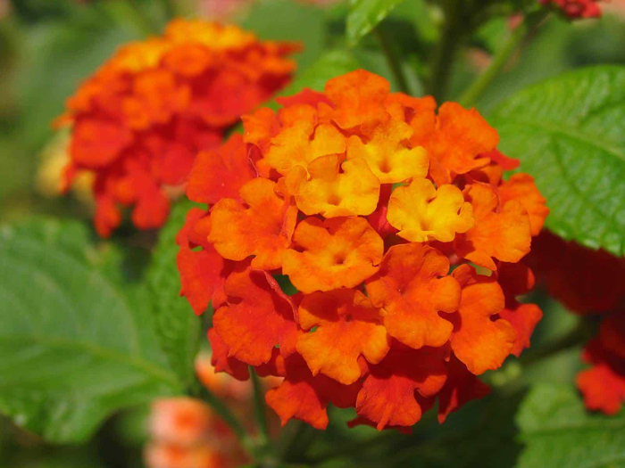 Оранжевые цветы (40 фото) — каталог цветов оранжевого цвета