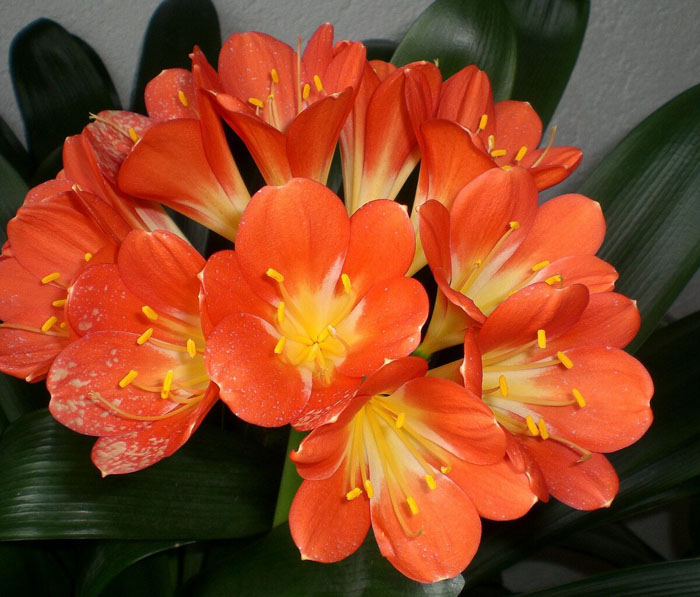Оранжевые цветы (40 фото) — каталог цветов оранжевого цвета