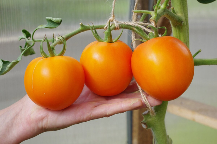 Оранжевые томаты – 27 сортов 2022 года