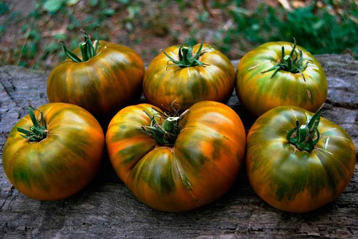 Оранжевые томаты – 27 сортов 2022 года