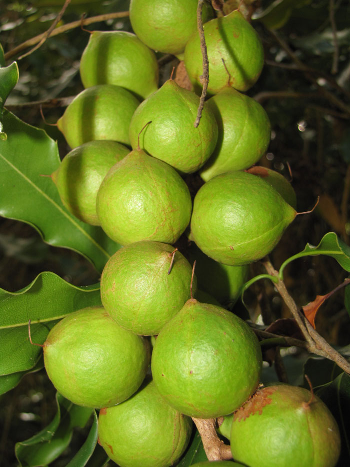 Орех макадамия – как и где растет, польза для организма