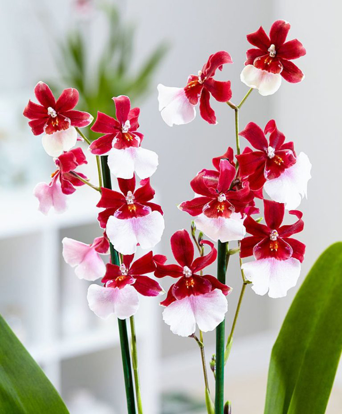 Орхидея Камбрия (40 фото) – уход в домашних условиях для пышного цветения