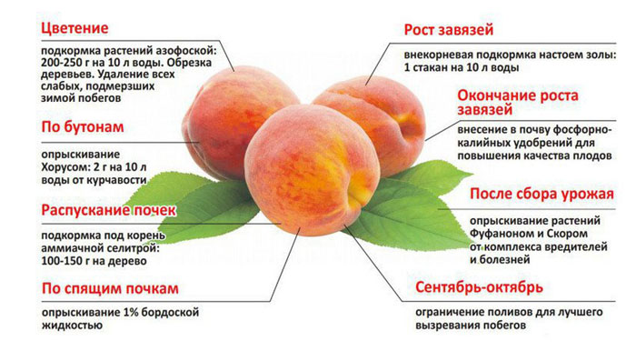 Персик в Подмосковье — лучшие сорта, посадка и уход