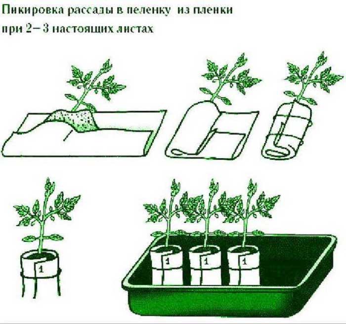 Рассмотрите рисунок с изображением агротехнического приема используемого при выращивании рассады как
