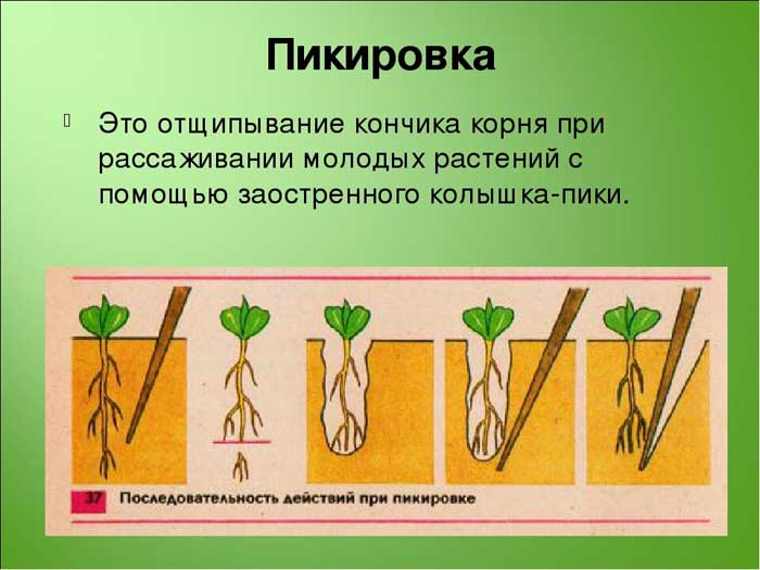 Рассмотрите рисунок с изображением агротехнического приема использующегося при выращивании рассады