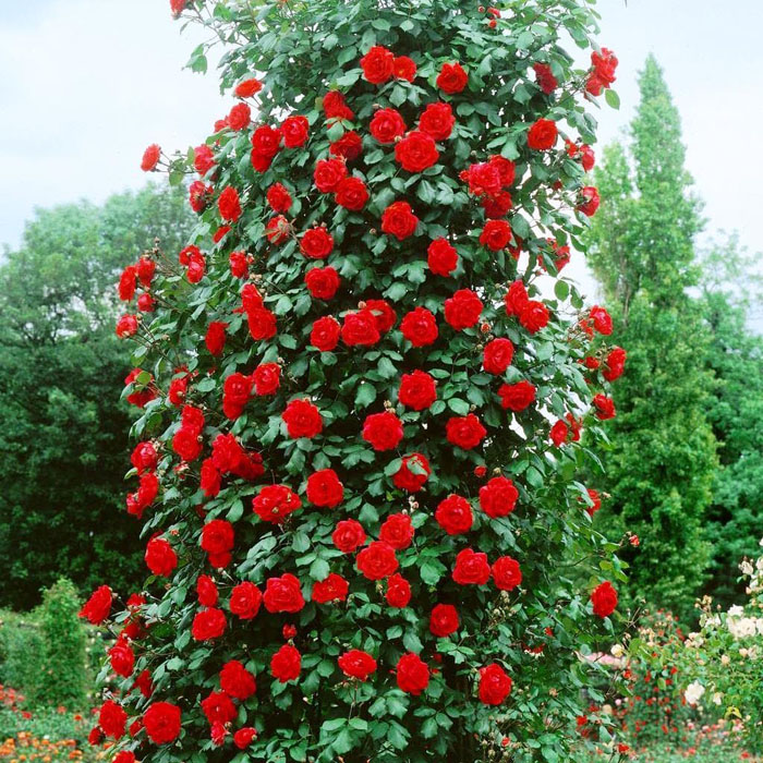 Плетистые розы – 41 сорт с описанием и фото