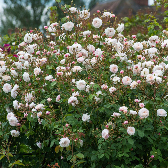 Плетистые розы – 41 сорт с описанием и фото