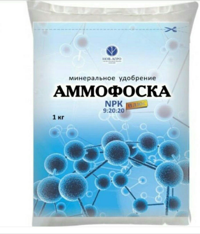 Подкормка лука — чем и когда удобрять лук