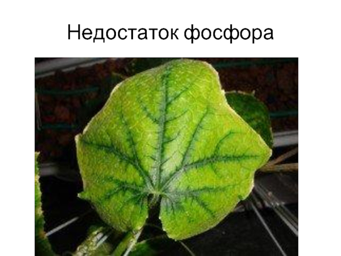Подкормка огурцов – чем и когда подкармливать огурцы: схемы и дозировки