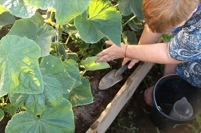Подкормка огурцов – чем и когда подкармливать огурцы: схемы и дозировки