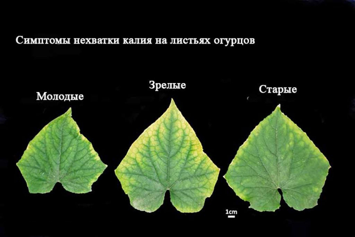 Подкормка огурцов – чем и когда подкармливать огурцы: схемы и дозировки