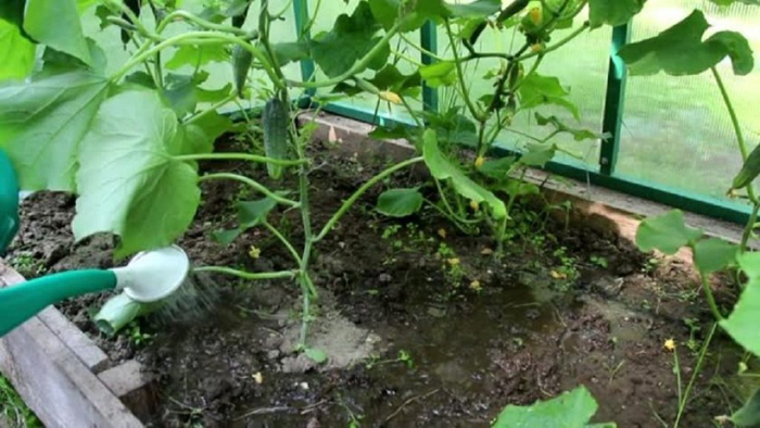 Подкормка огурцов – чем и когда подкармливать огурцы: схемы и дозировки