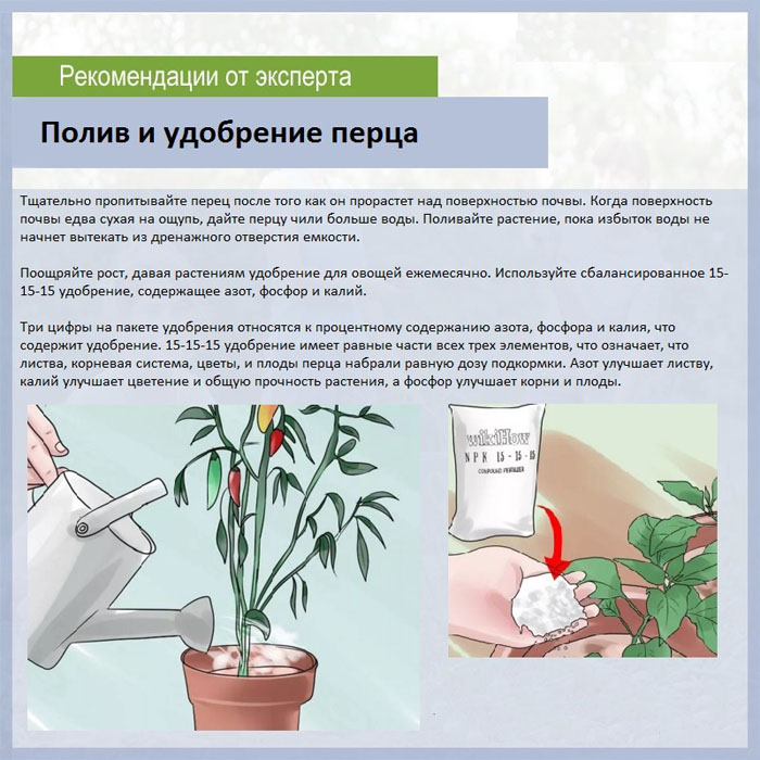 Схема подкормки перца