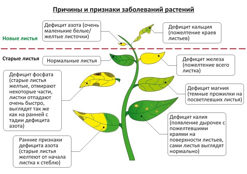 Подкормка рассады — когда и чем удобрять рассаду для хорошего роста
