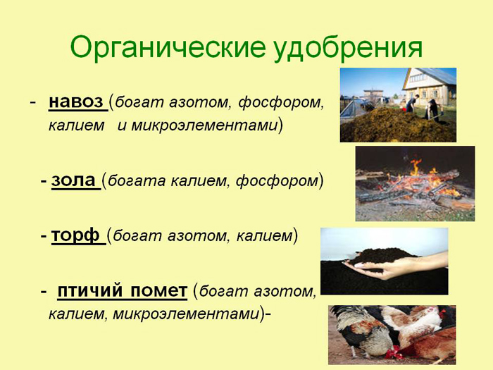 Подкормка рассады — когда и чем удобрять рассаду для хорошего роста