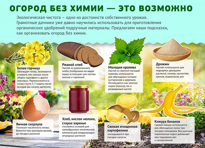 Подкормка рассады — когда и чем удобрять рассаду для хорошего роста