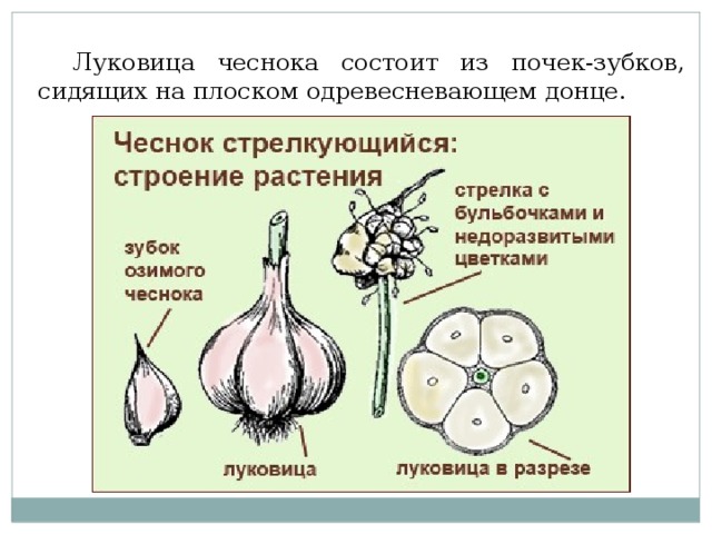 Схема питания чеснока