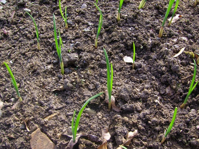 Посадка чеснока весной 2022 года в открытый грунт — когда и как сажать для богатого урожая