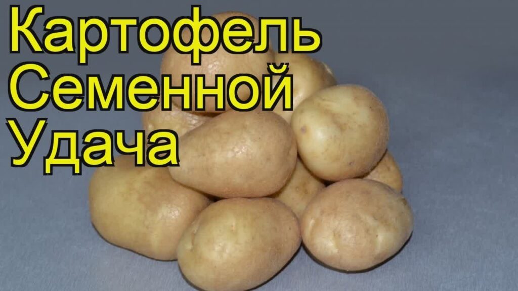 Посадка картофеля на Урале в 2023 году