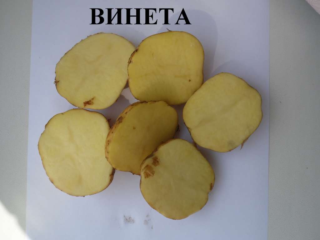 Посадка картофеля на Урале в 2023 году