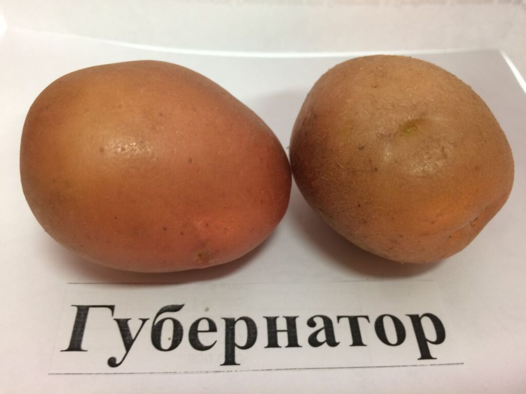 Посадка картофеля на Урале в 2023 году