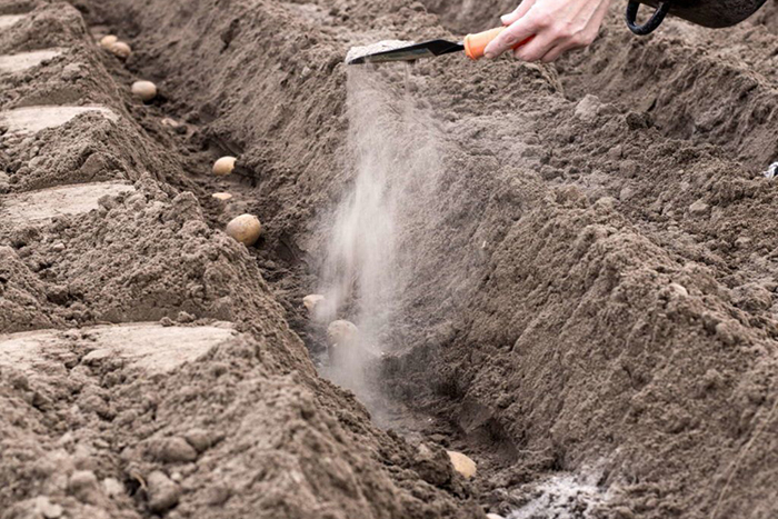 Посадка картофеля в открытый грунт в 2023 году — когда и как правильно сажать