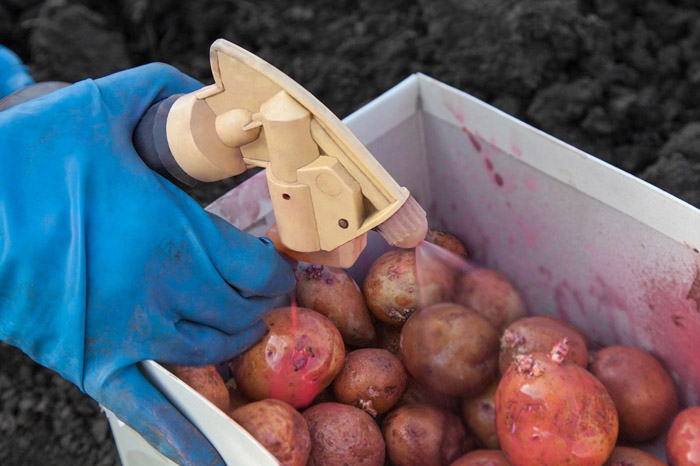 Посадка картофеля в открытый грунт в 2023 году — когда и как правильно сажать