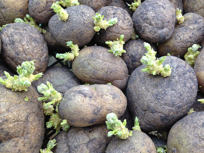 Посадка картофеля в открытый грунт в 2022 году — когда и как правильно сажать