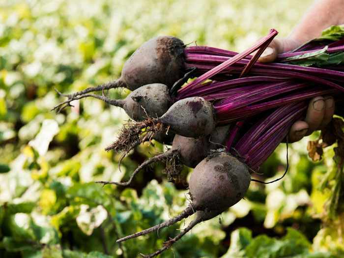 Посадка свеклы в открытый грунт семенами и рассадой: правила для богатого урожая