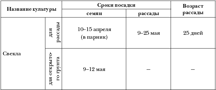 Схема посадки красной свеклы в открытом грунте