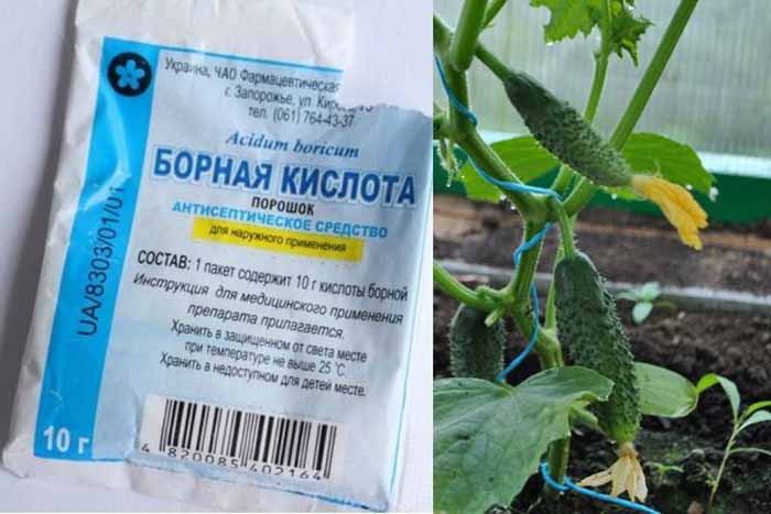 Пустоцвет на огурцах: причины и что делать?