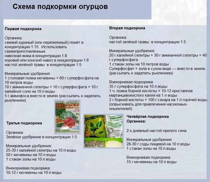 Пустоцвет на огурцах: причины и что делать?
