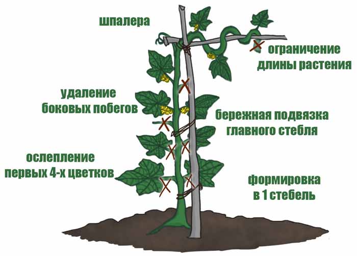 Пустоцвет на огурцах: причины и что делать?