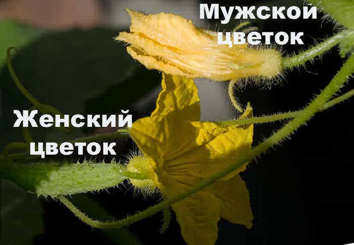 Пустоцвет на огурцах: причины и что делать?