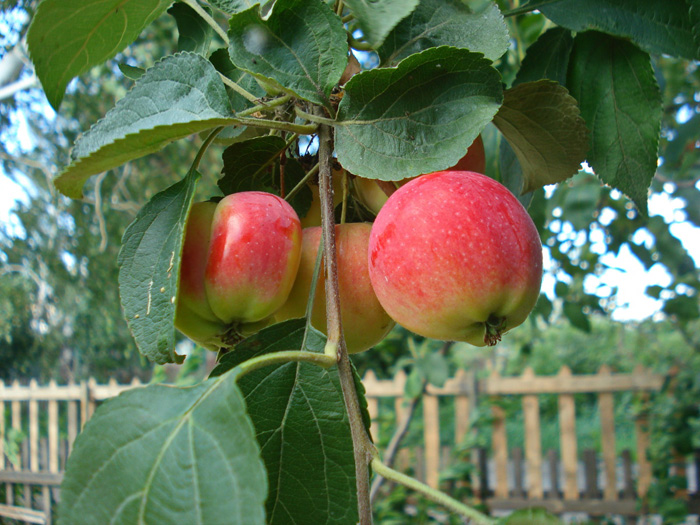 Ранние яблоки – ТОП-28 сортов 2022 года