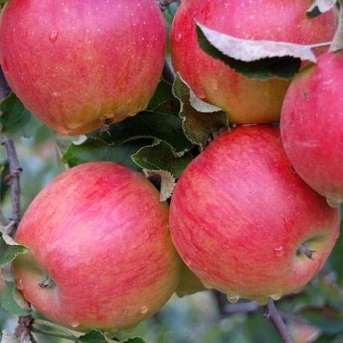 Ранние яблоки – ТОП-28 сортов 2023 года