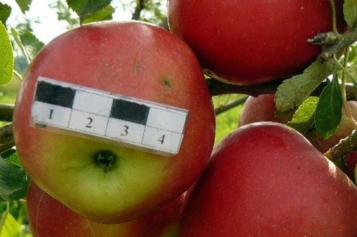 Ранние яблоки – ТОП-28 сортов 2022 года