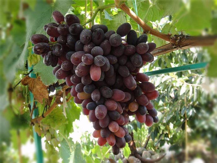 Ранние сорта винограда — 38 сортов: описание с фото