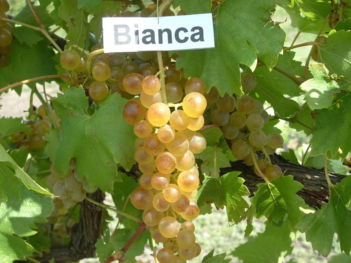 Ранние сорта винограда — 38 сортов: описание с фото