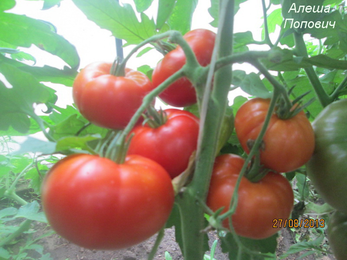 Рассада помидор – все от А до Я как легко вырастить крепкую рассаду томатов