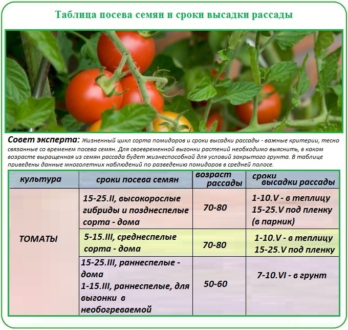 Рассада помидор – все от А до Я как легко вырастить крепкую рассаду томатов